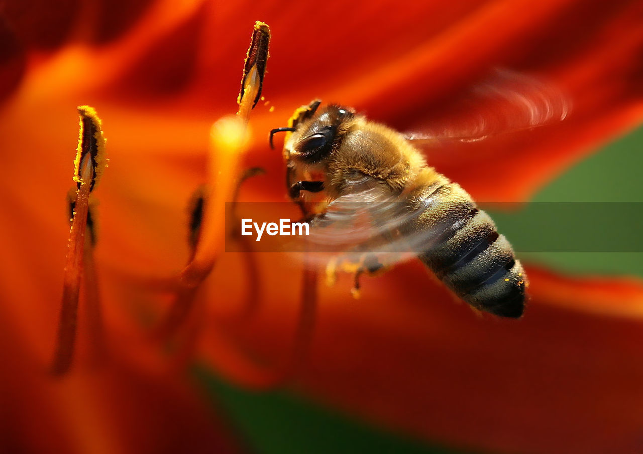 Close-up of bee on orange