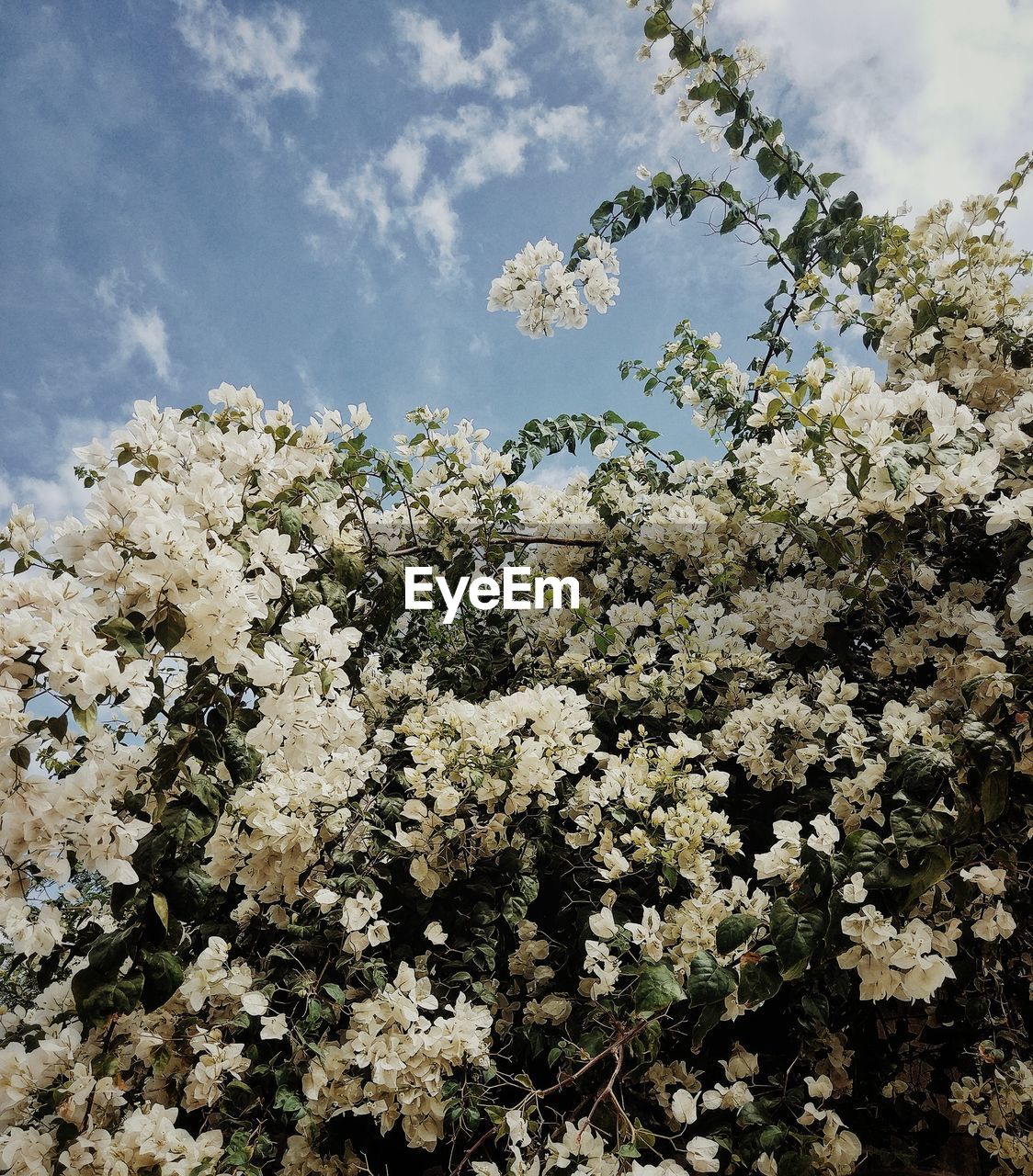 LOW ANGLE VIEW OF BLOOMING TREE