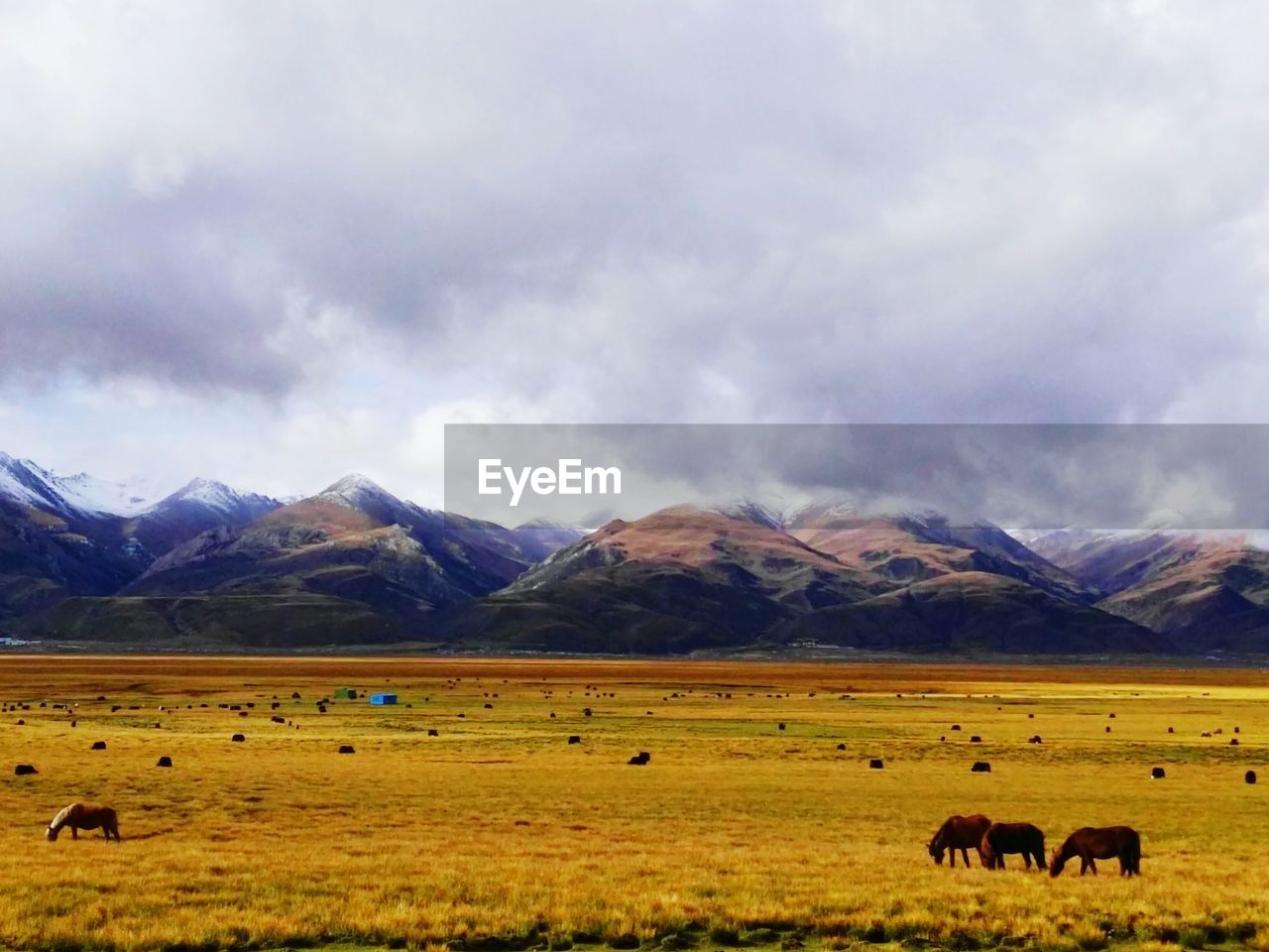 Horses grazing on field against mountains and cloudy sky