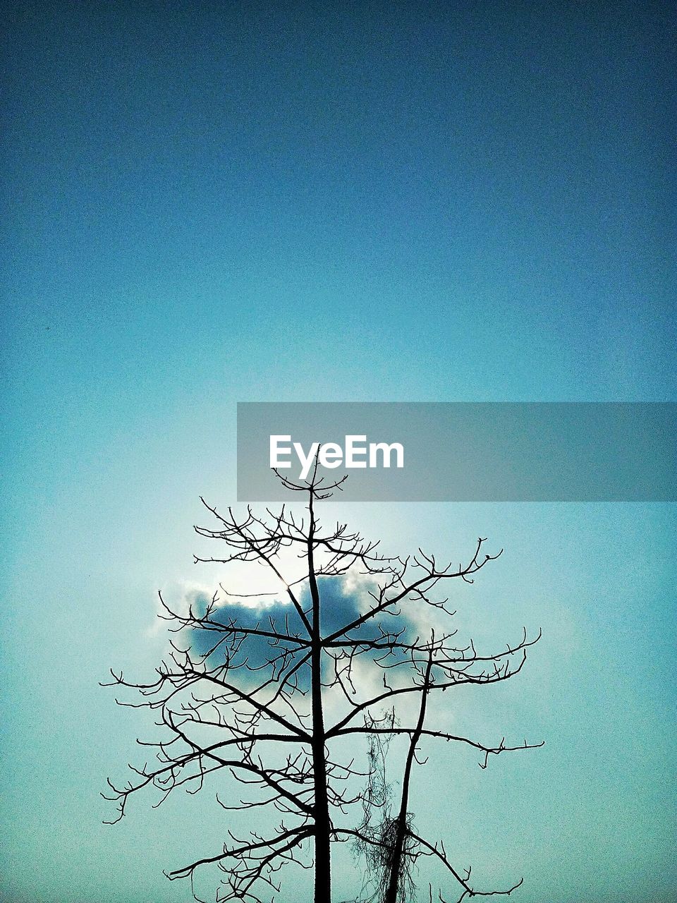LOW ANGLE VIEW OF BARE TREE AGAINST CLEAR SKY