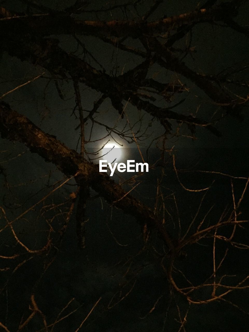 LOW ANGLE VIEW OF SILHOUETTE TREE AT NIGHT