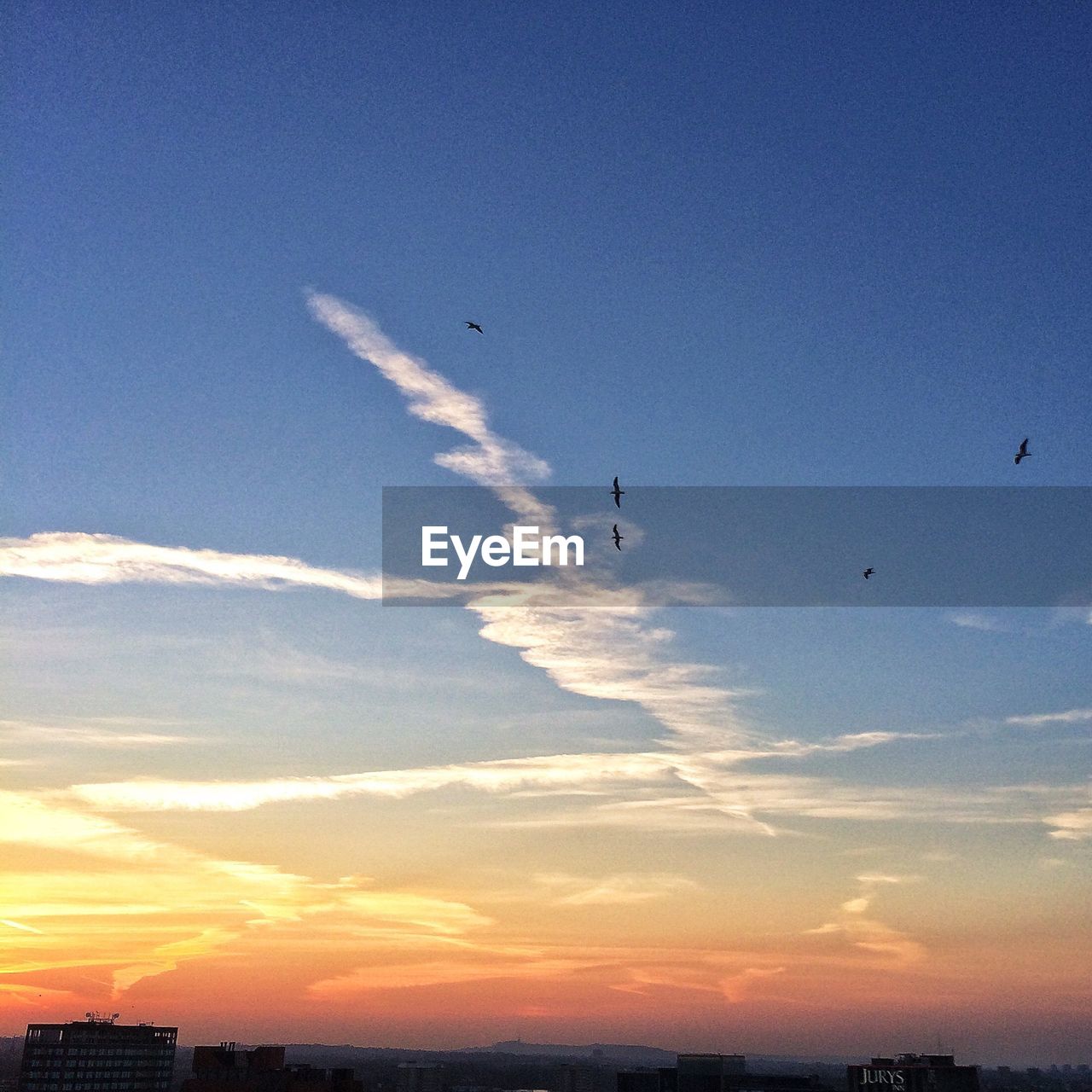 Sunset over city with birds in sky