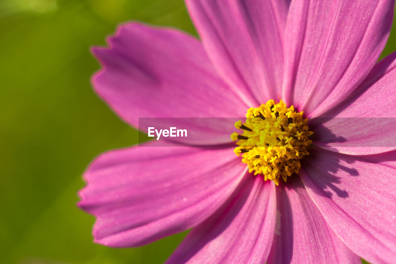 Close-up of pink cosmos flower