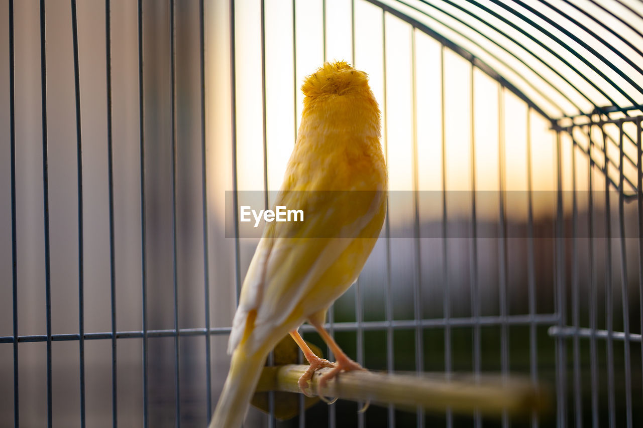 Close-up of yellow bird perching in cage