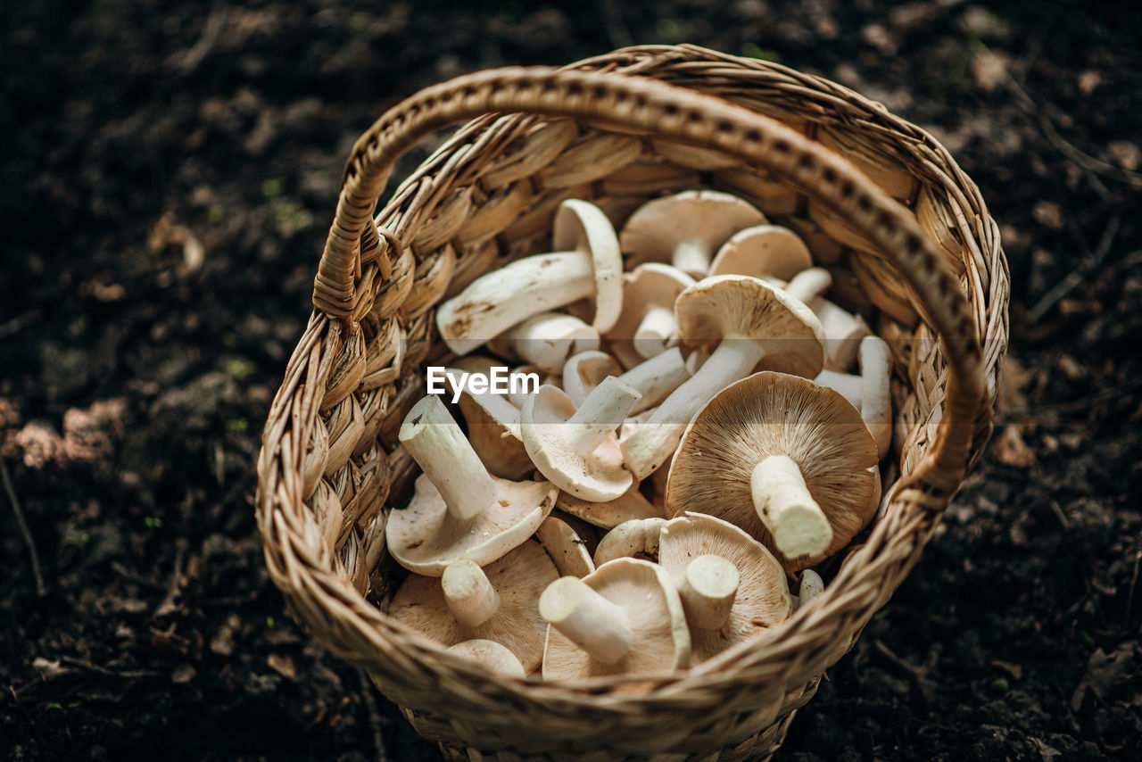 A basket of edible mushrooms. 
