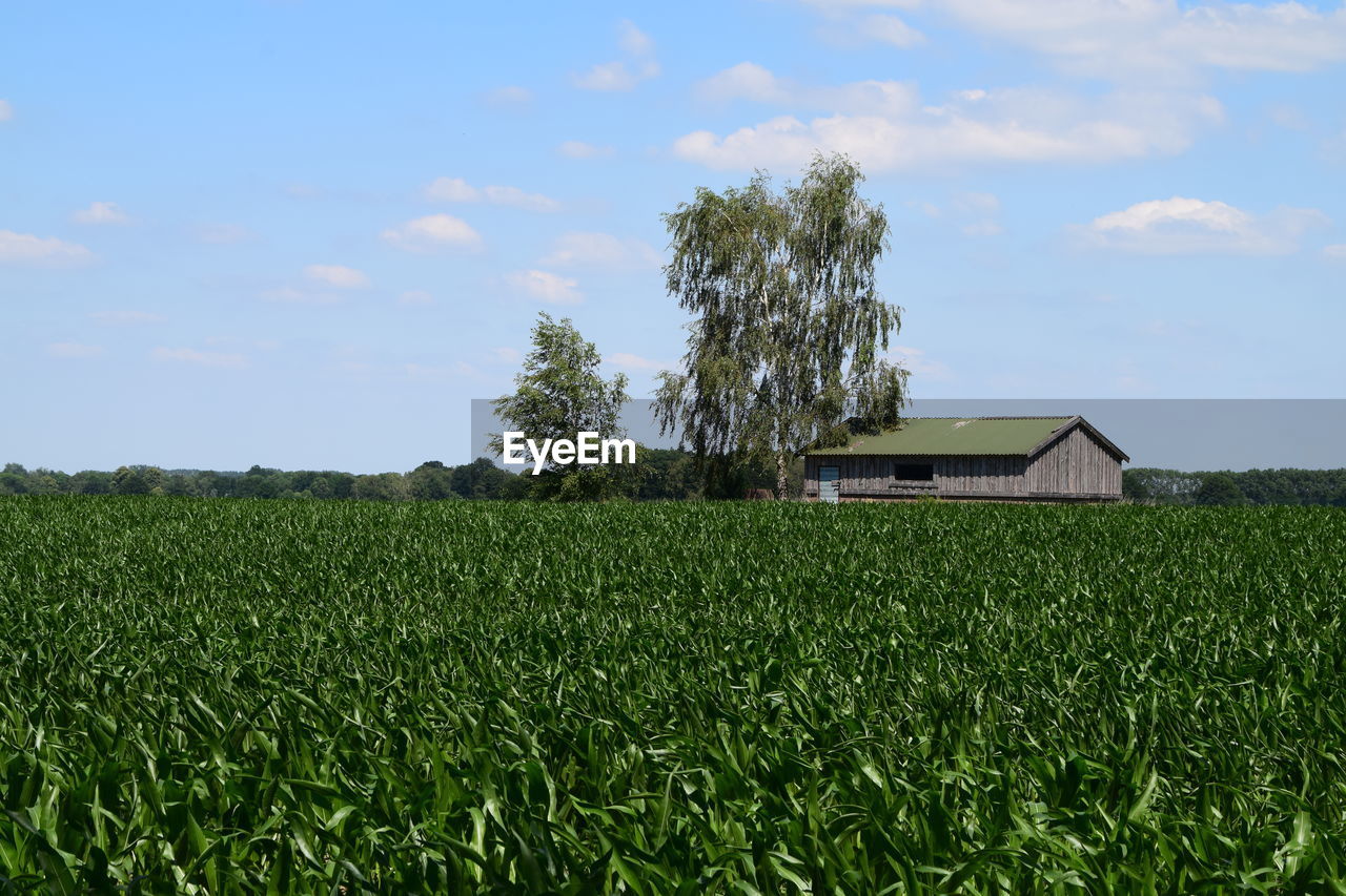 AGRICULTURAL FIELD AGAINST SKY
