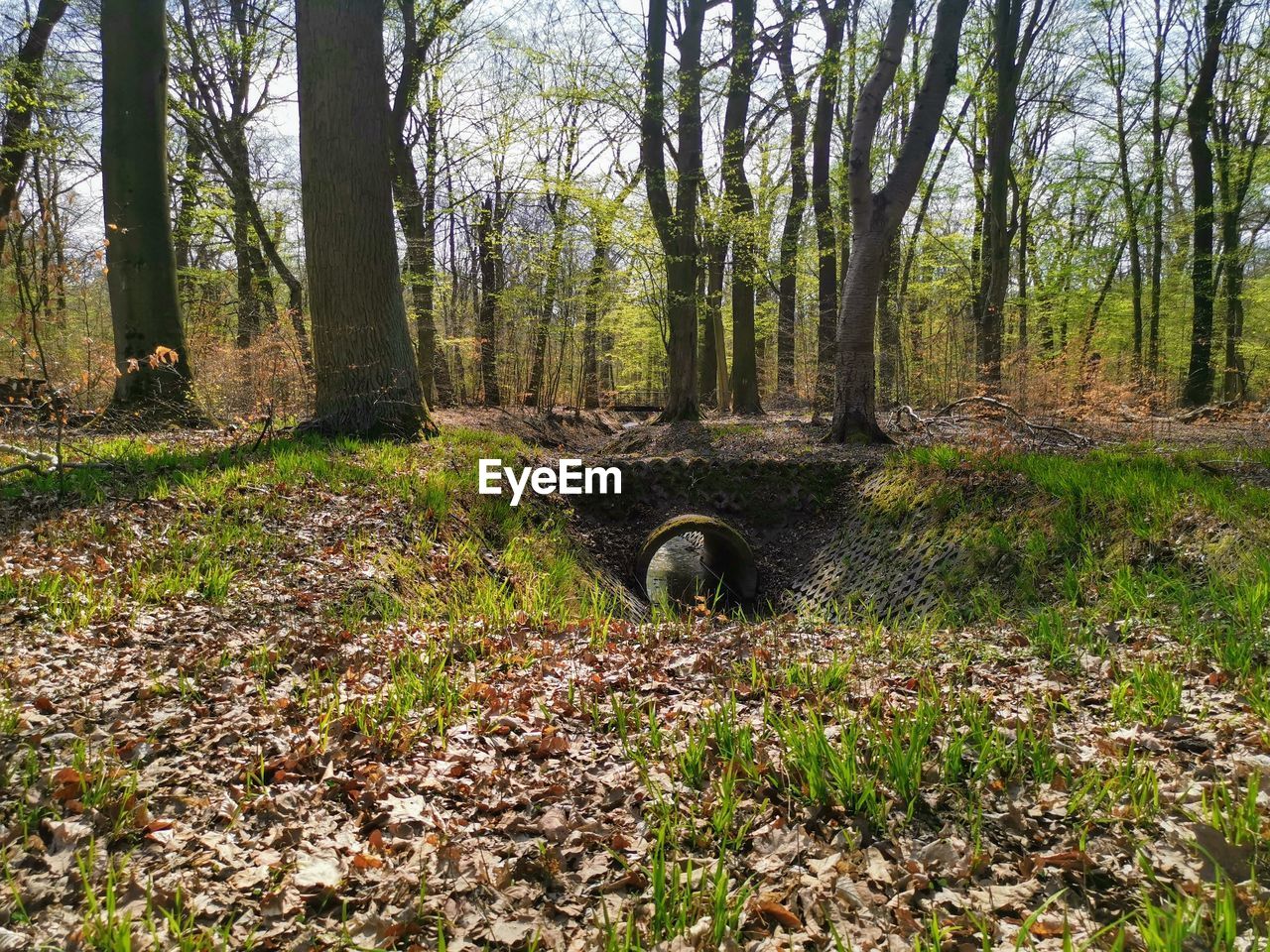 VIEW OF AN ANIMAL ON LAND