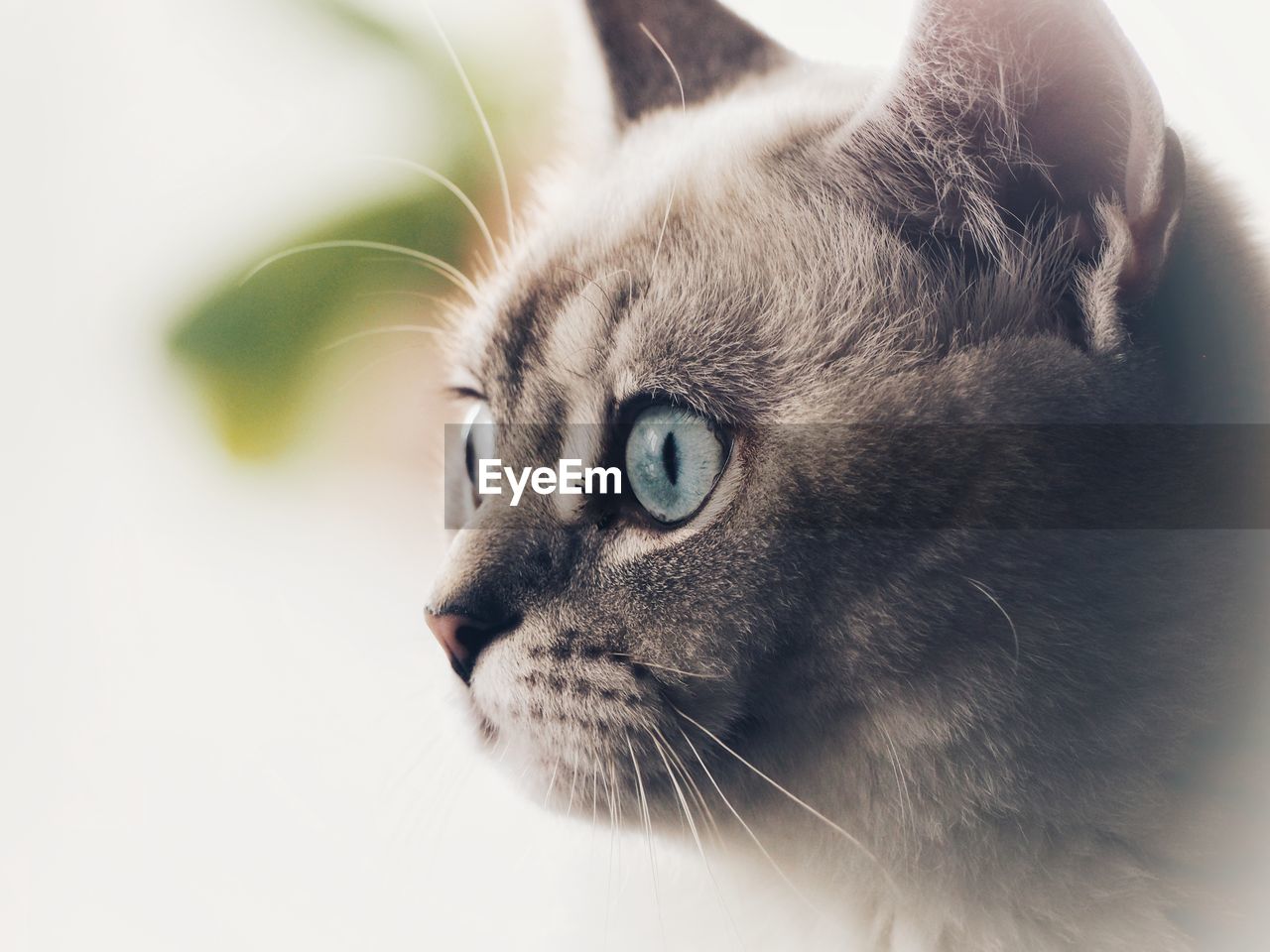 pet, animal, animal themes, cat, mammal, domestic animals, domestic cat, one animal, feline, animal body part, close-up, whiskers, felidae, small to medium-sized cats, eye, animal head, animal hair, nose, looking, portrait, cute, animal eye, no people, young animal, carnivore, kitten, indoors, blue eyes, looking away, relaxation, gray
