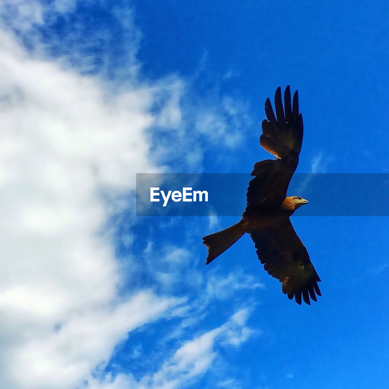 LOW ANGLE VIEW OF BIRDS FLYING IN SKY