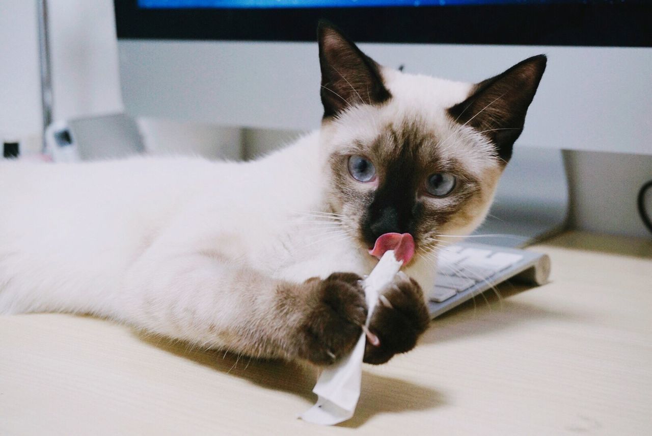Cat Lying Down On Desk Id 82677439