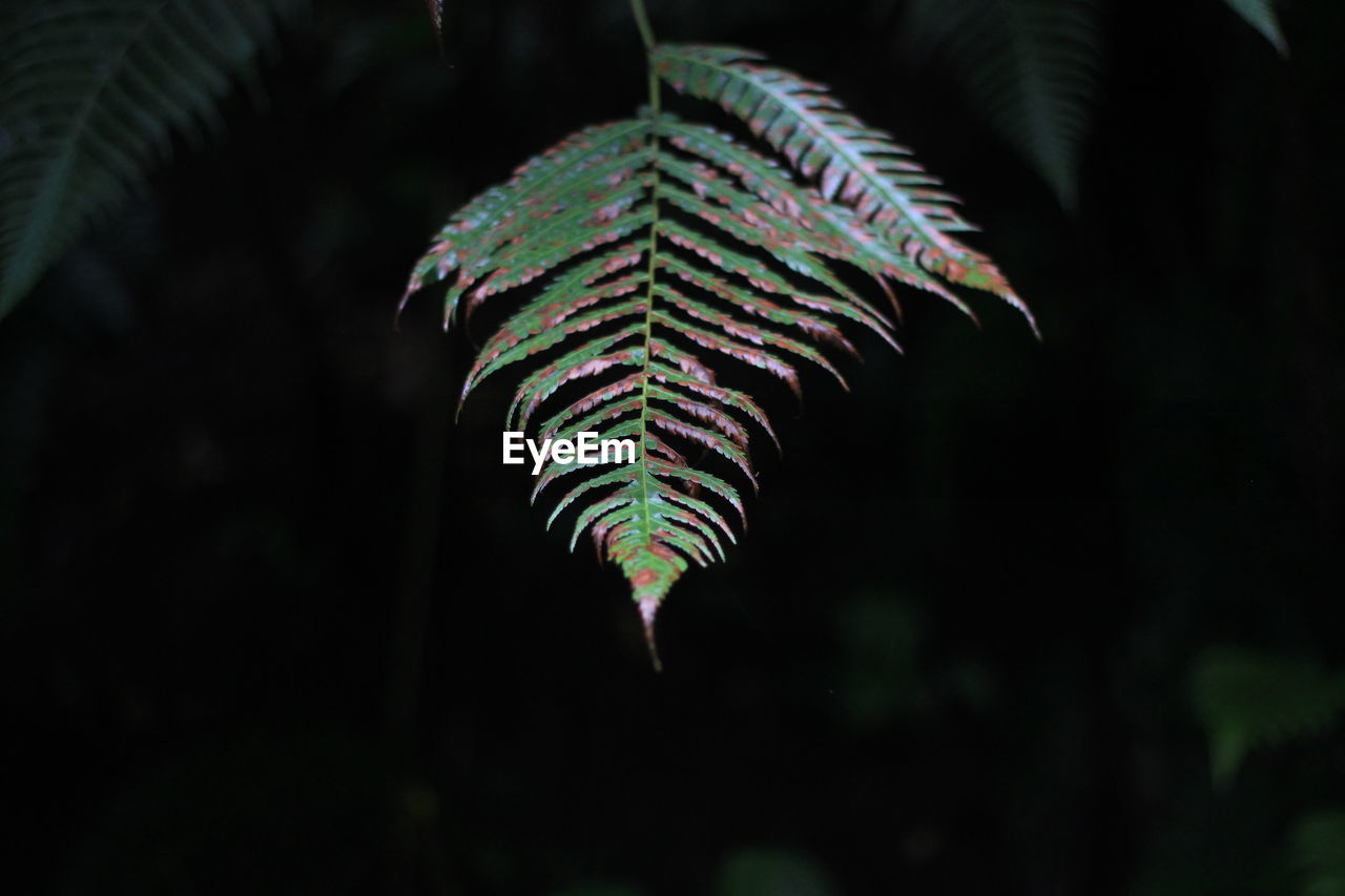 Close-up of fern leaves in forest