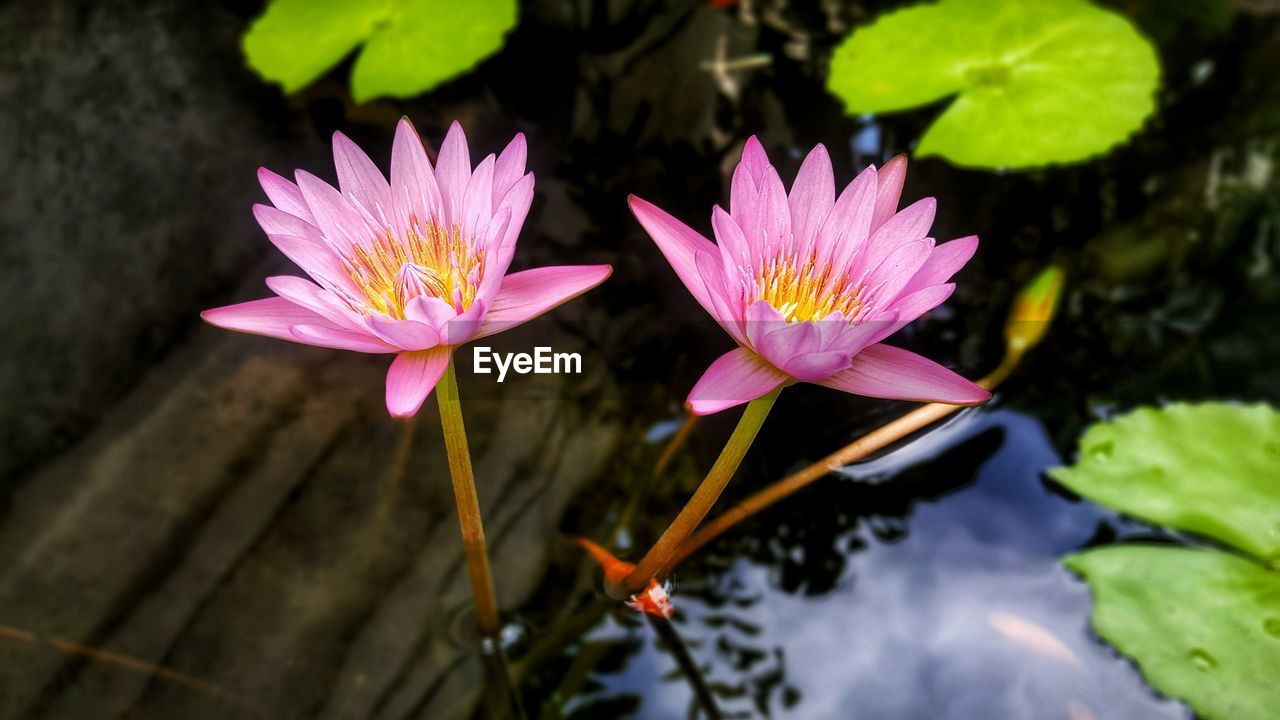 Pink lotus water lilies in pond