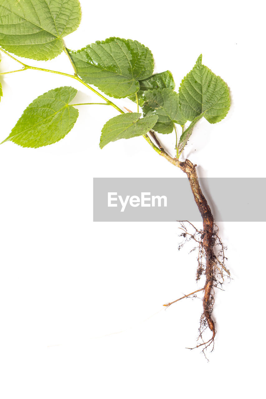 plant part, leaf, branch, plant, white background, nature, food and drink, produce, food, green, studio shot, tree, herb, no people, cut out, freshness, indoors, copy space, close-up, healthy eating, growth, herbal medicine, wellbeing, flower, twig