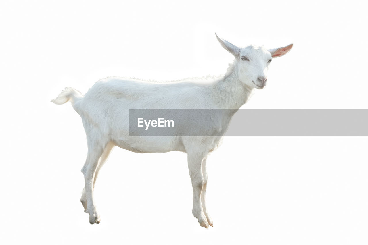 animal, animal themes, mammal, one animal, domestic animals, white, side view, horn, mountain goat, pet, cut out, white background, livestock, no people, full length, animal wildlife, standing, goat-antelope, nature, studio shot