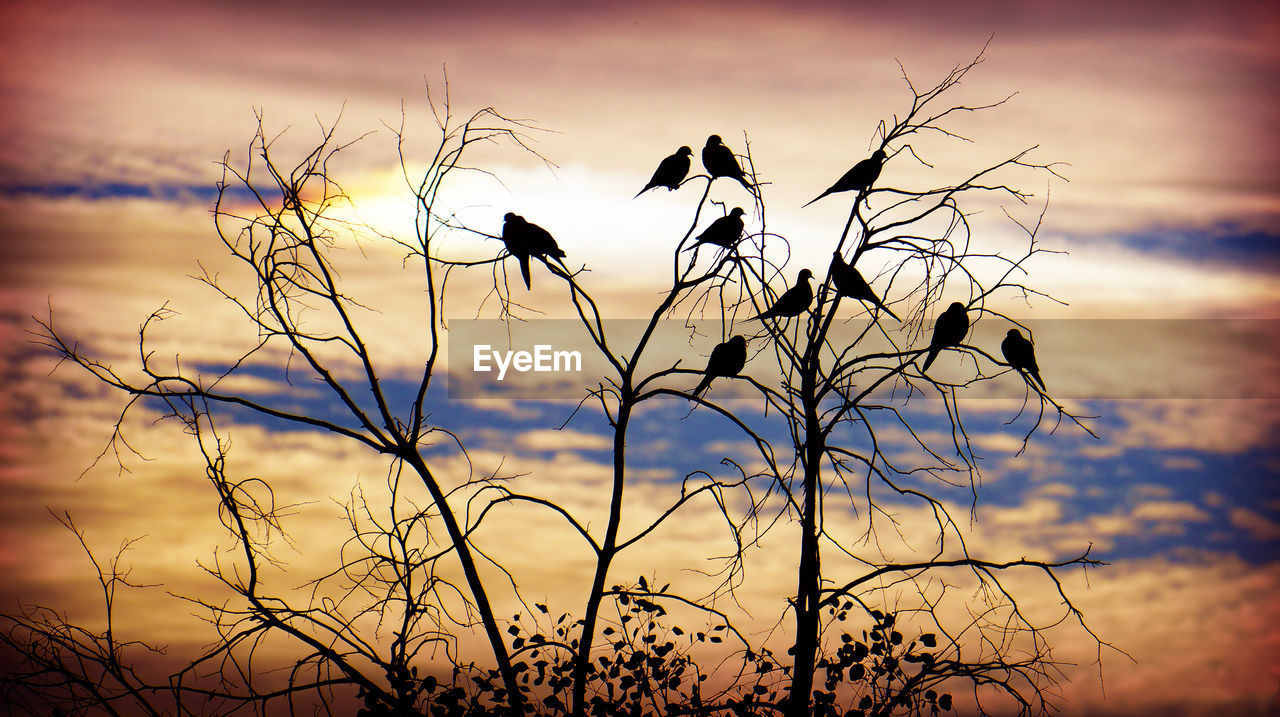 Low angle view of silhouette birds perching on branches against cloudy sky during sunset