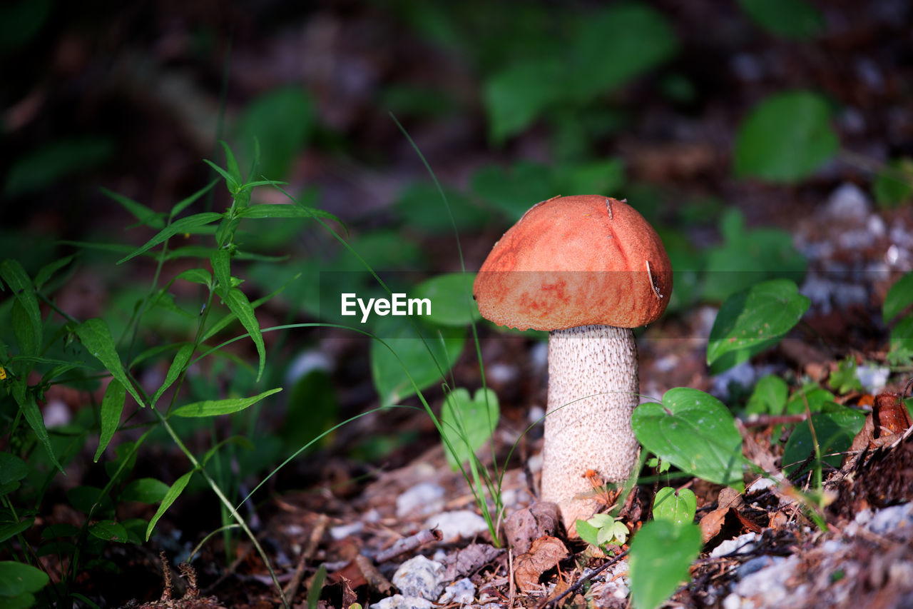 mushroom, fungus, vegetable, food, plant, forest, nature, growth, land, woodland, soil, leaf, macro photography, autumn, green, beauty in nature, food and drink, toadstool, close-up, tree, no people, flower, edible mushroom, natural environment, poisonous, bolete, penny bun, outdoors, freshness, fly agaric mushroom, fragility, field, plant part, day, focus on foreground, agaricaceae, selective focus