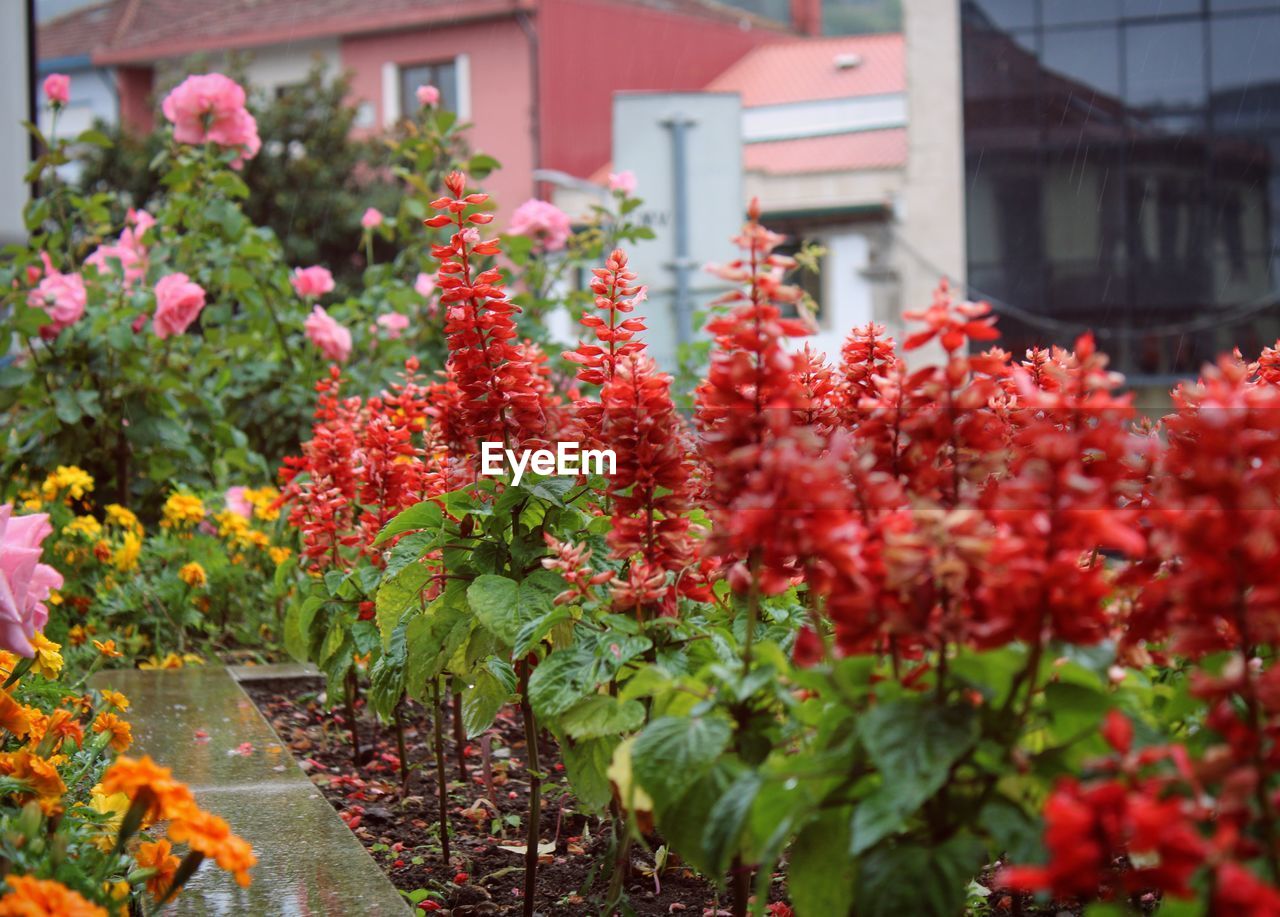 Red flowering plants in front of building