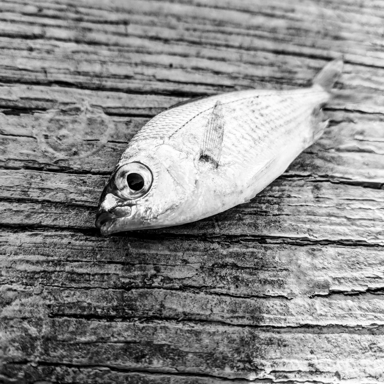 Little fish on a dock