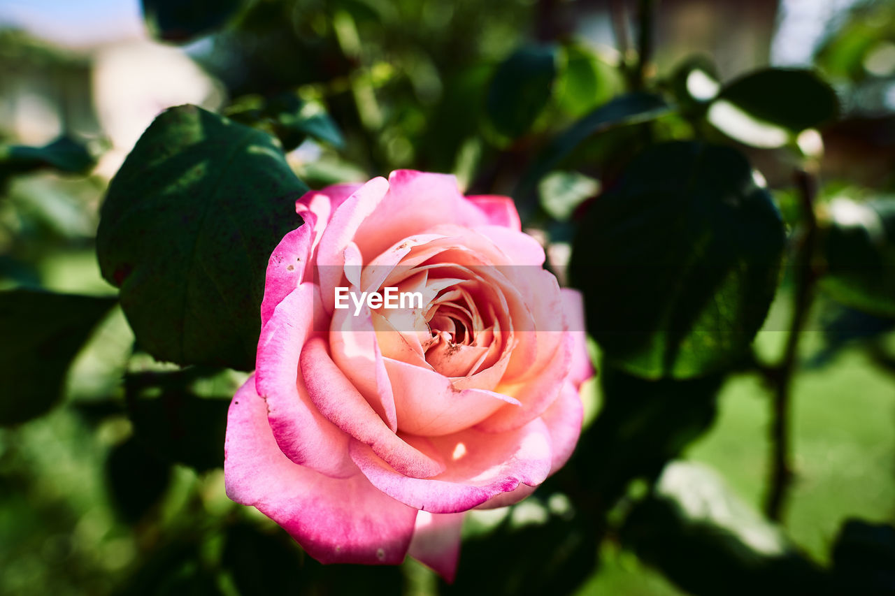 CLOSE UP OF PINK ROSE IN PLANT