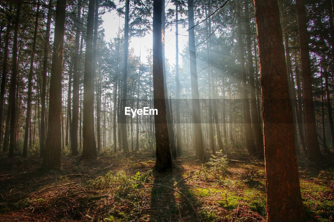 Trees in forest
