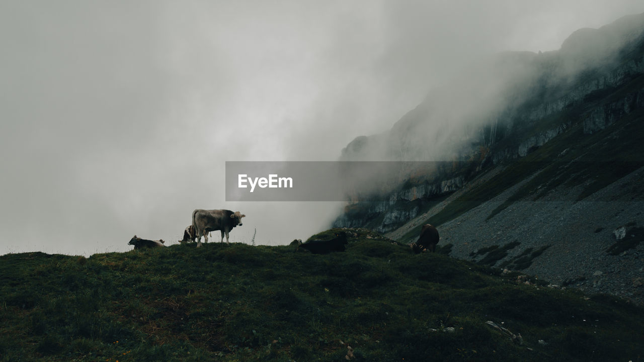 VIEW OF HORSE ON MOUNTAIN