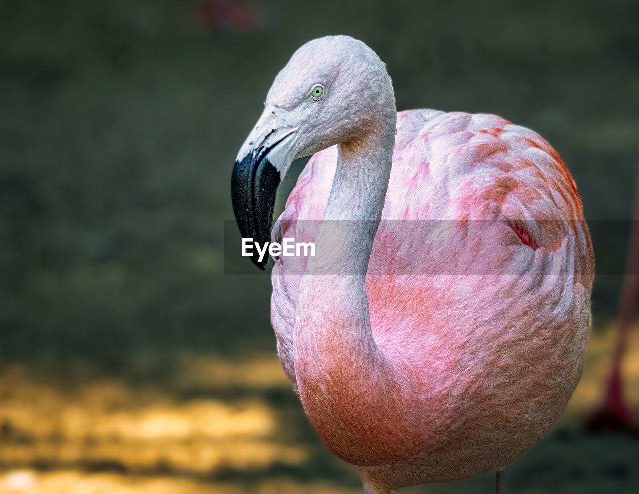 Close-up of flamingo 