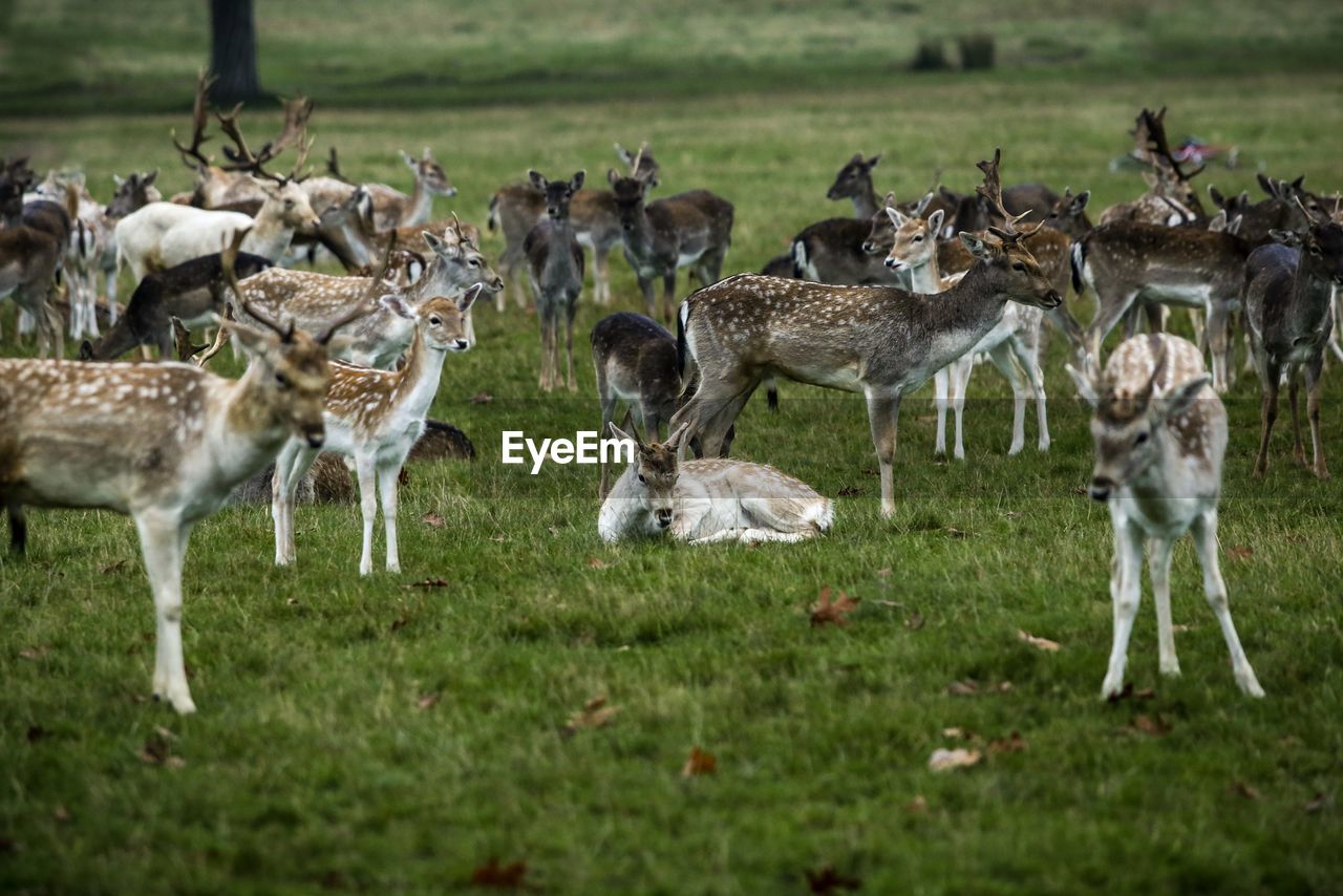 Flock of deer on field