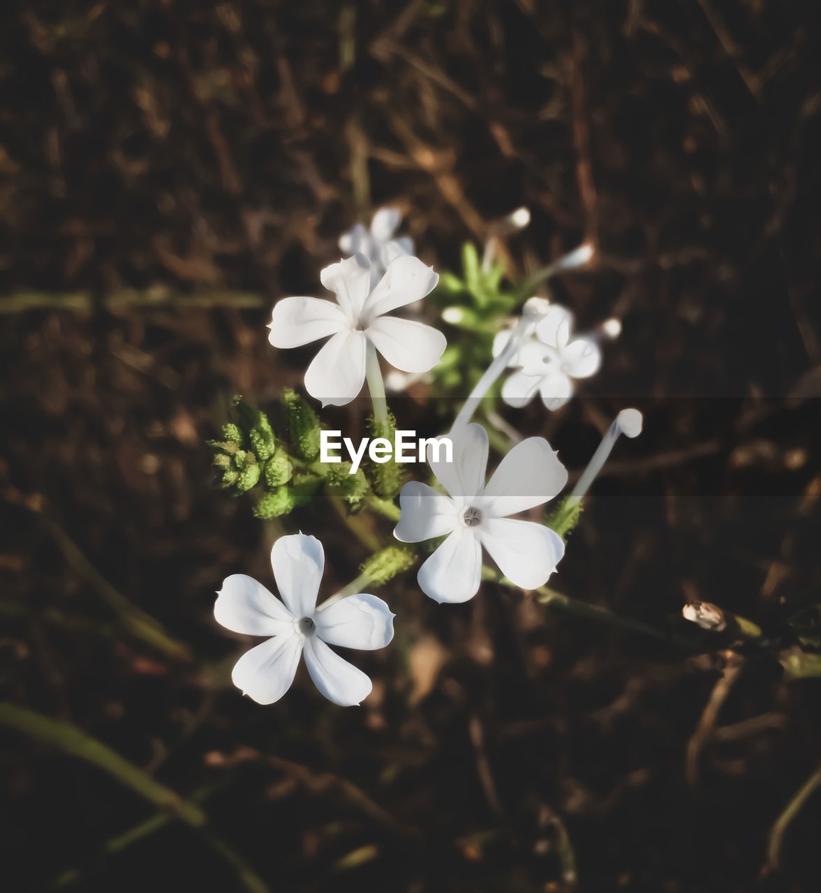 plant, flower, flowering plant, nature, beauty in nature, freshness, white, macro photography, fragility, blossom, close-up, leaf, wildflower, green, growth, petal, flower head, inflorescence, no people, branch, springtime, focus on foreground, outdoors, botany, tree, day, plant part, sunlight