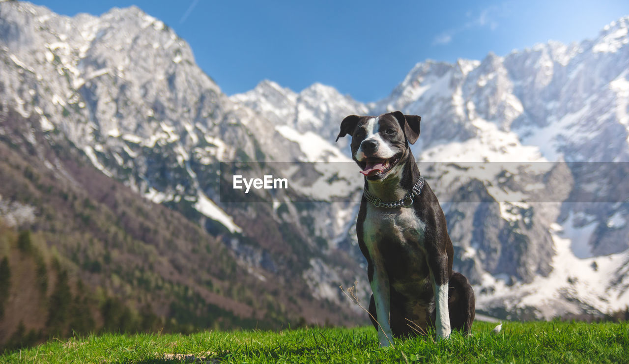 Portrait of dog on field against mountain