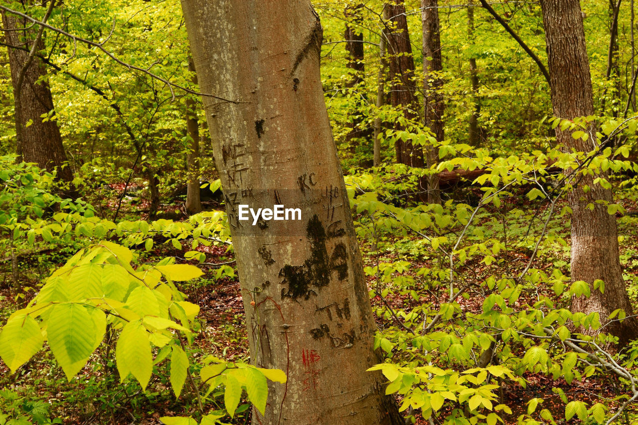 CLOSE-UP OF TREES IN FOREST