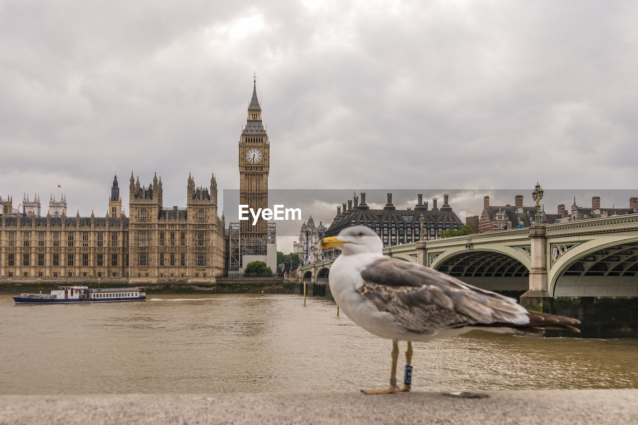 Close-up of seagull perching against big ben