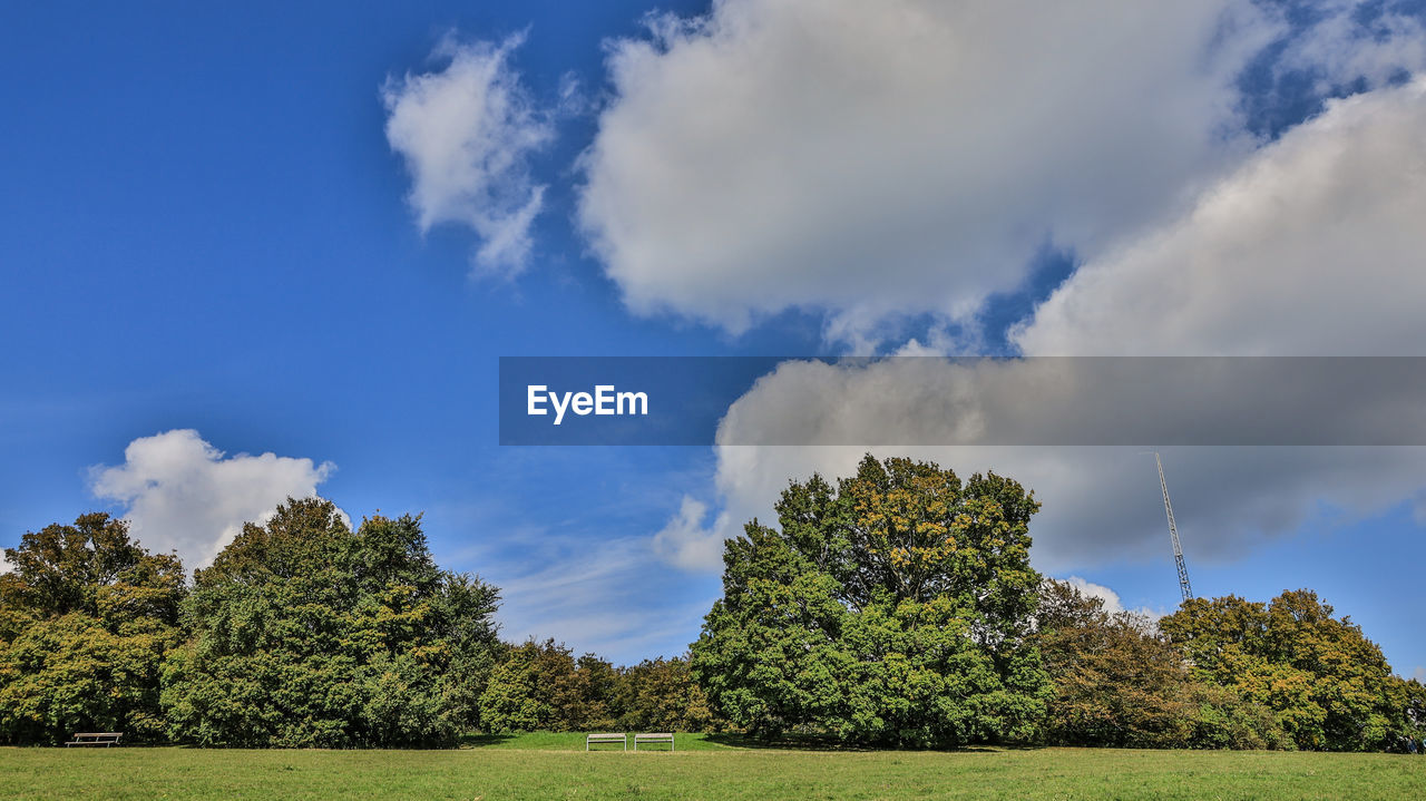SCENIC VIEW OF TREES AGAINST SKY