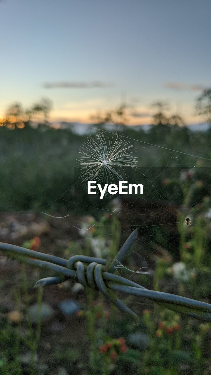 CLOSE-UP OF WATER DROPS ON FIELD