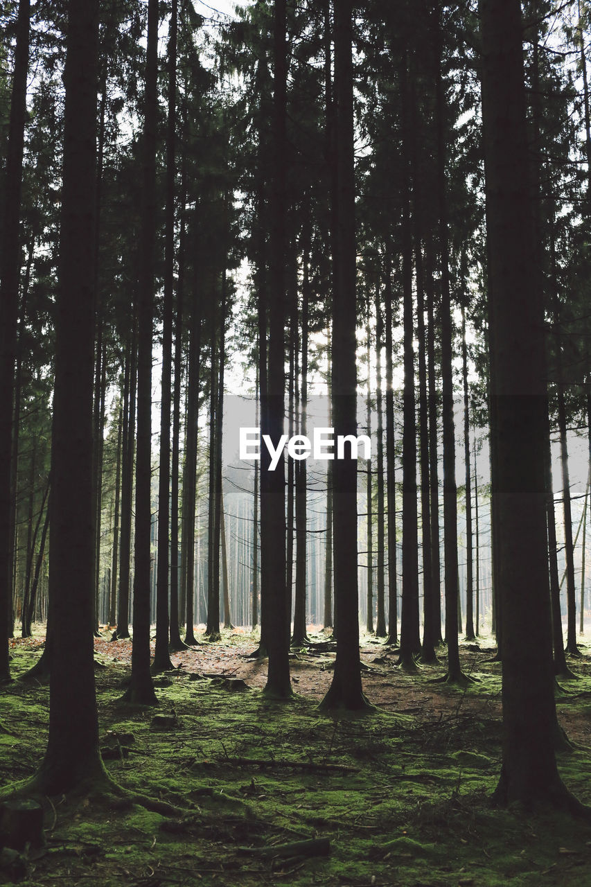 Trees in forest against sky