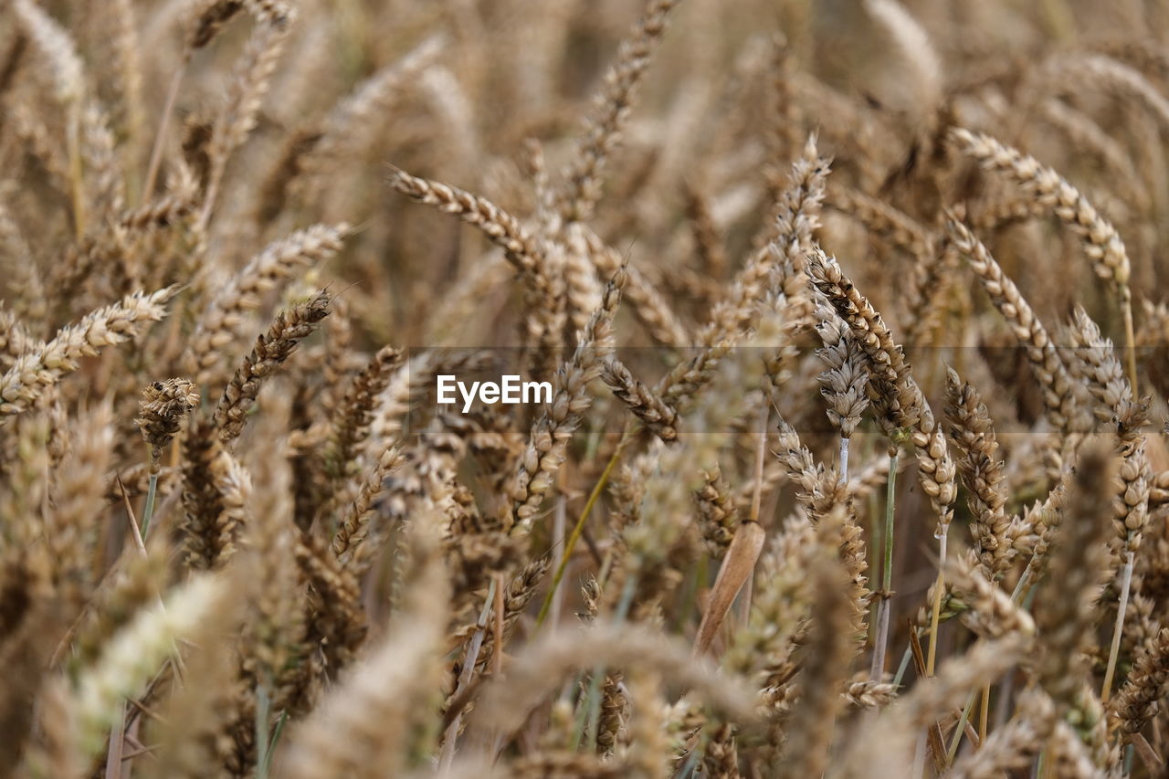 Close-up of wheat growing on field
