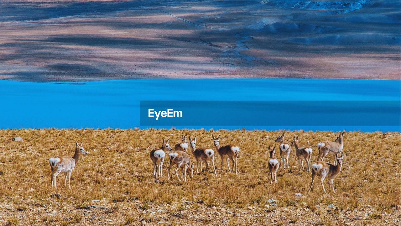 Tibetan gazelles on the lakeside in tibet
