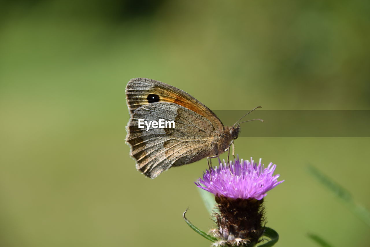 CLOSE-UP OF BUTTERFLY POLLINATING FLOWER