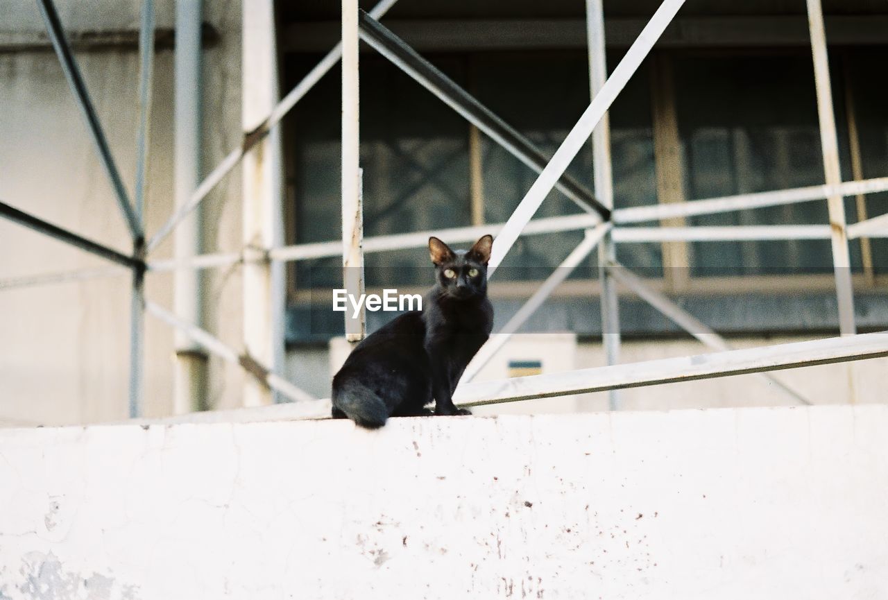 BLACK CAT LOOKING AWAY WHILE SITTING ON WALL
