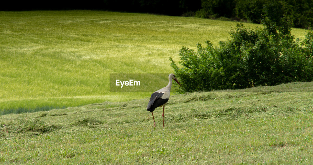 SIDE VIEW OF A BIRD STANDING ON GRASS