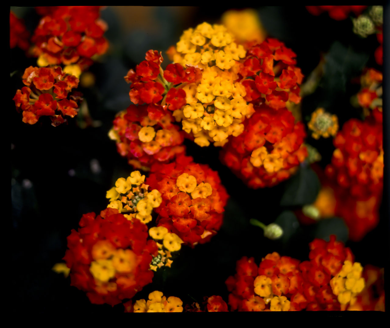 CLOSE-UP OF MARIGOLD FLOWERS ON BOUQUET
