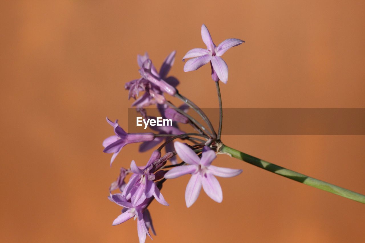 Close-up of purple flowering plant