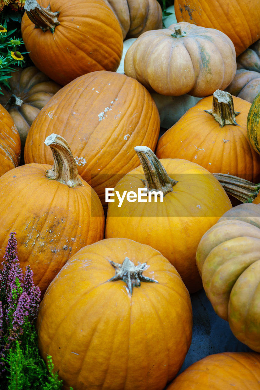 CLOSE-UP OF PUMPKINS FOR SALE