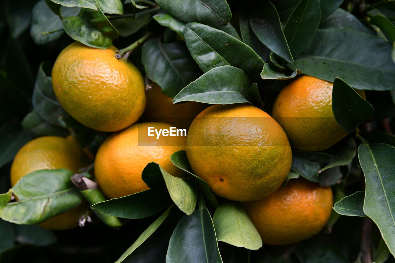 High angle view of oranges growing on plant