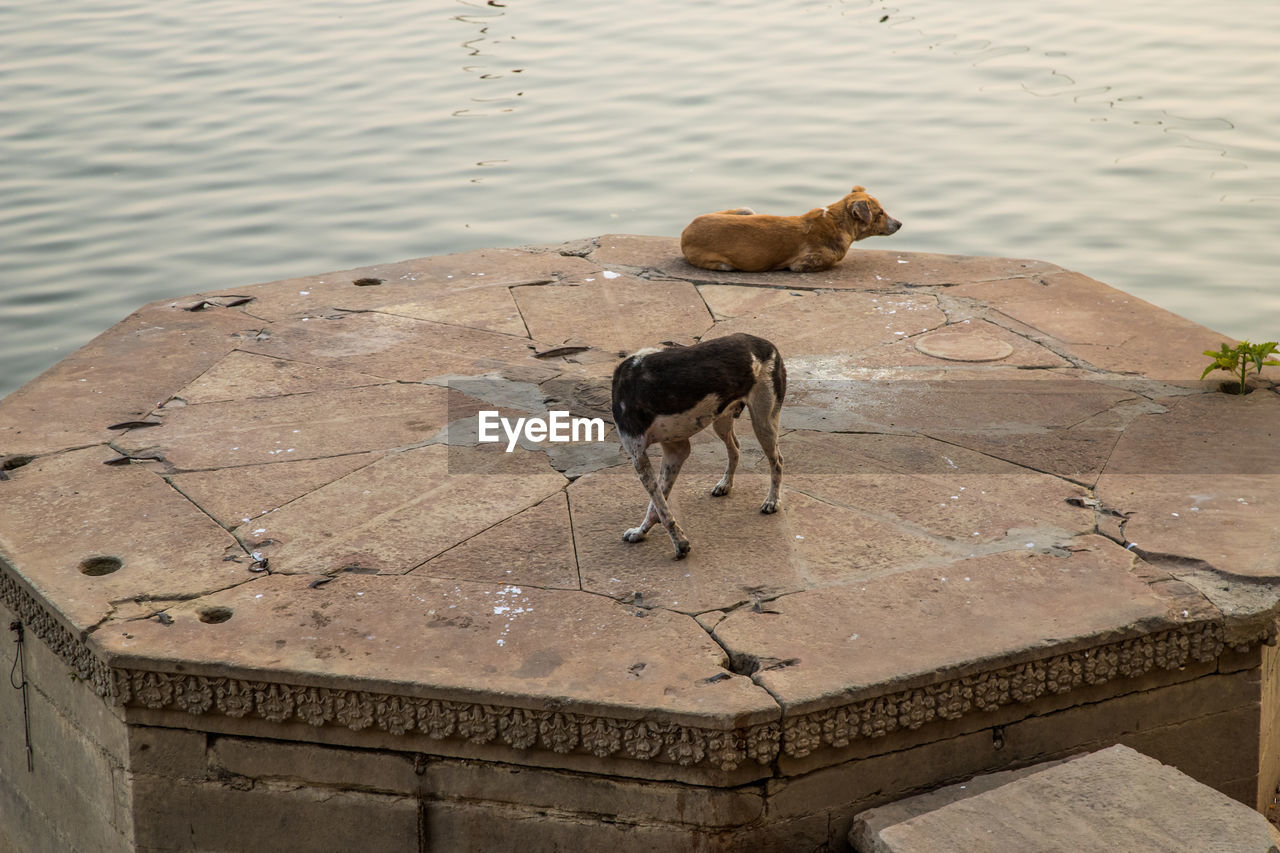 High angle view of two dogs at a river