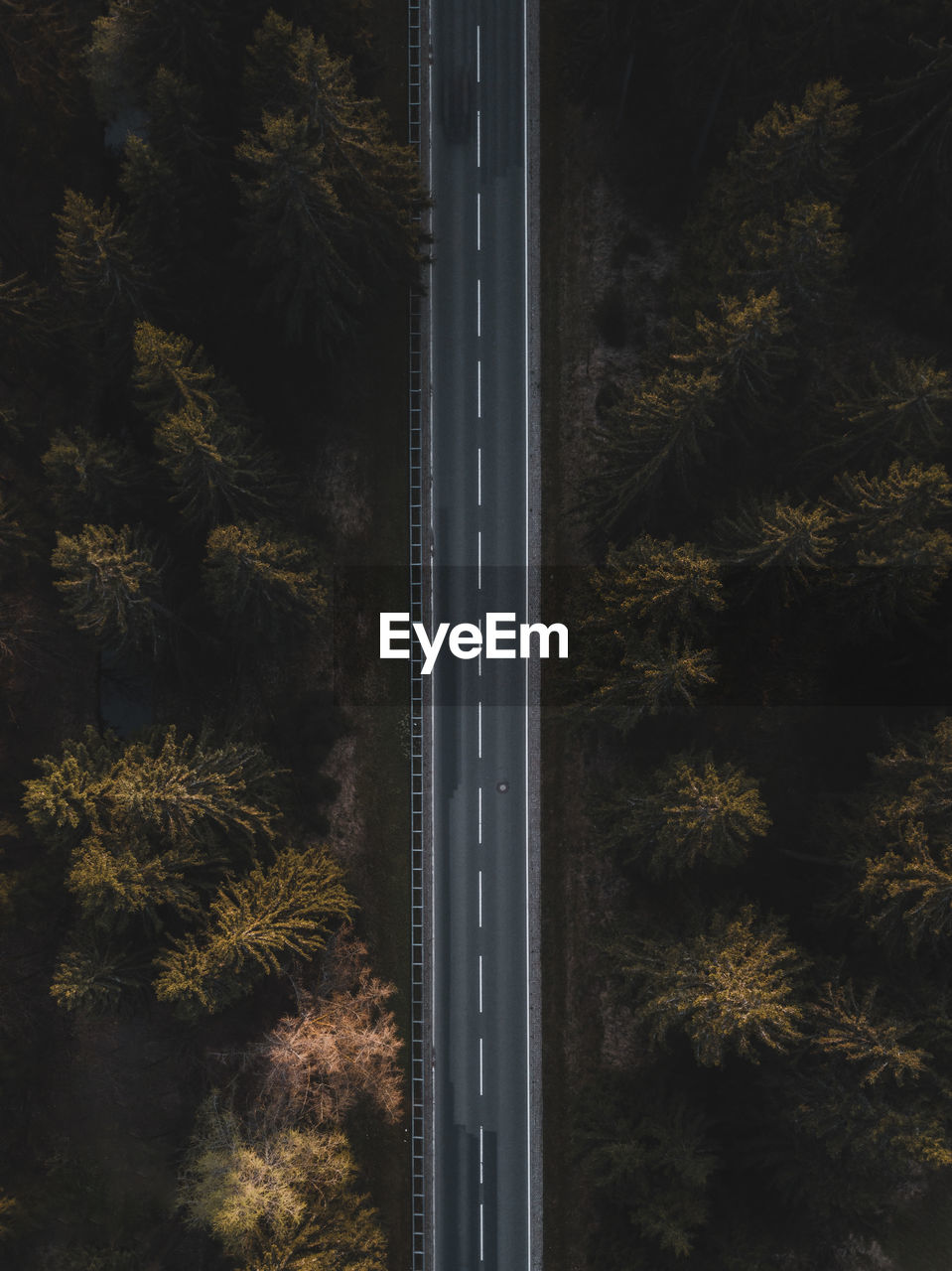 High angle view of road by trees 