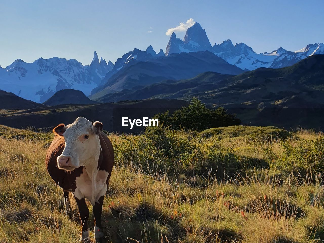 Cows standing on field against mountains