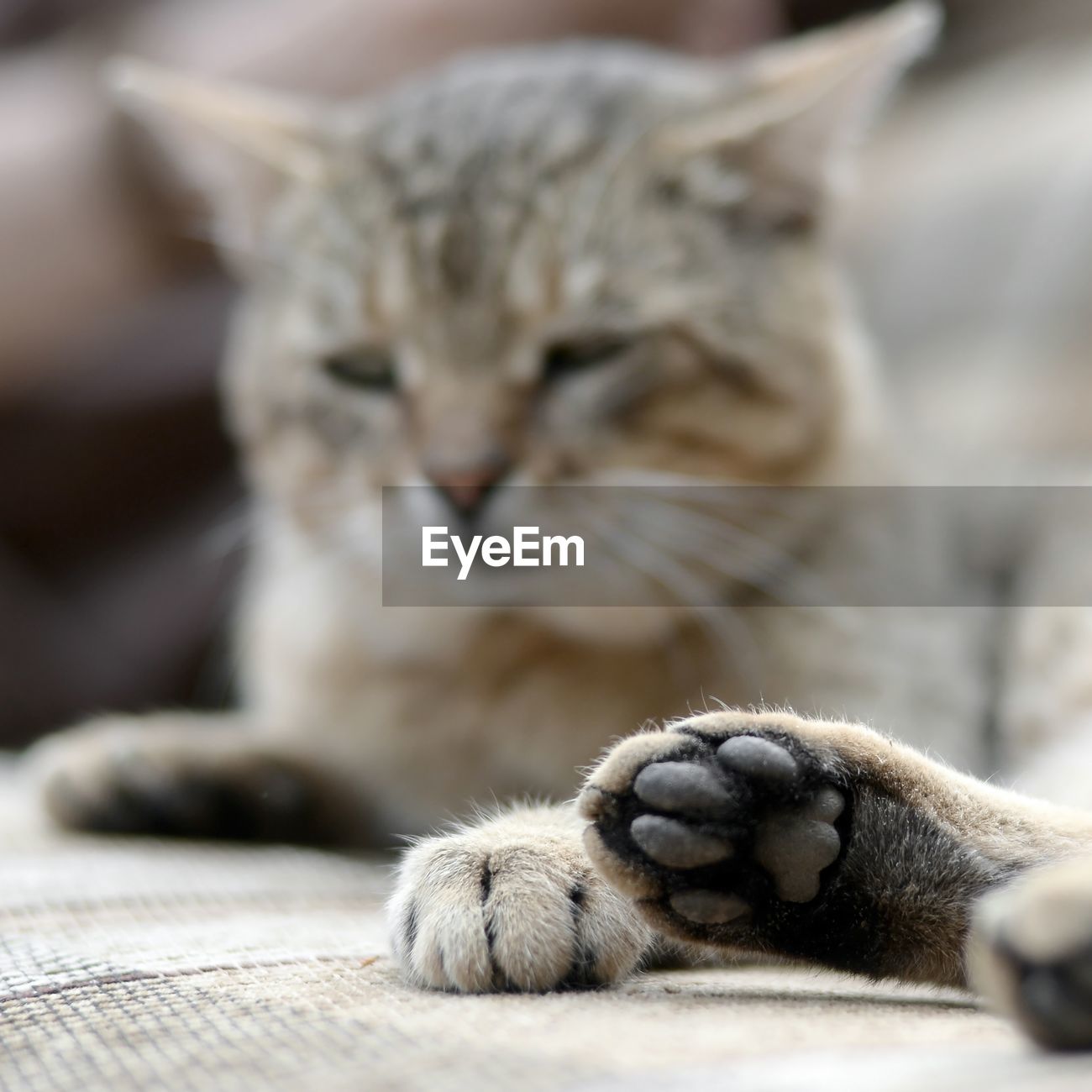Close Up Of A Cat Sleeping On Floor Id 149160088