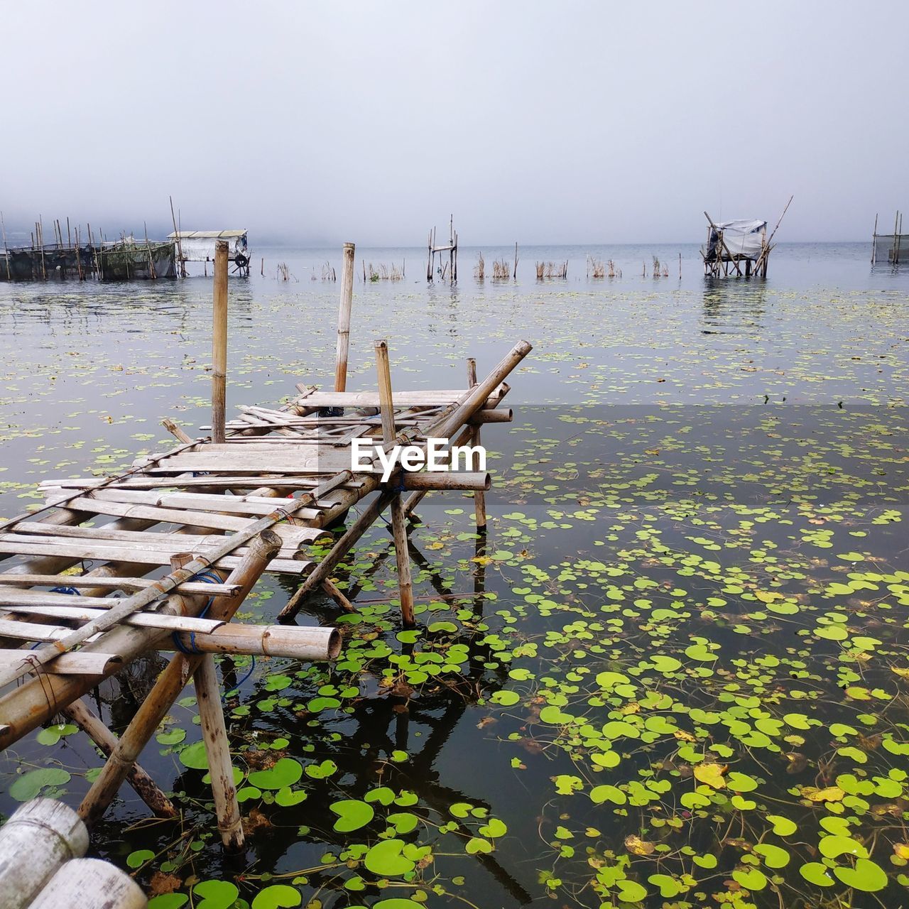 PLANTS FLOATING ON WATER AGAINST SKY