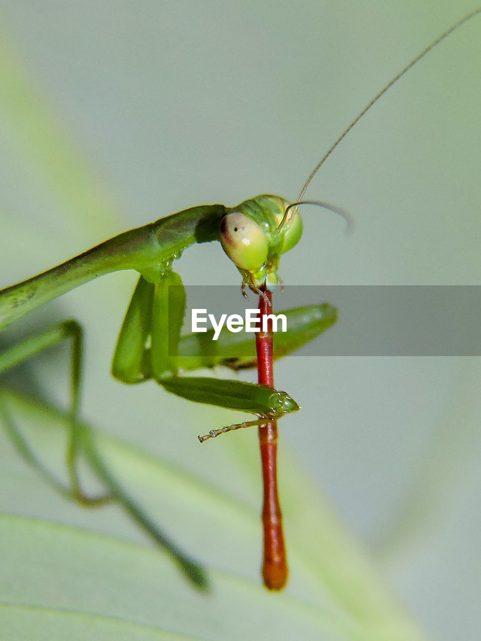 CLOSE-UP OF GRASSHOPPER ON LEAF