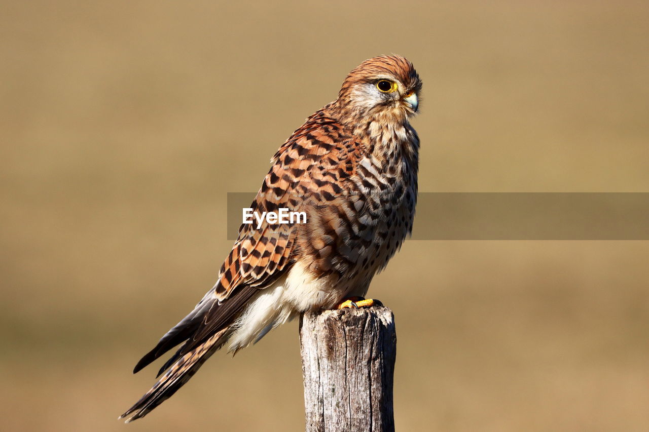 CLOSE-UP OF A BIRD PERCHING ON WOODEN POST